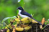 Black-backed Sibia